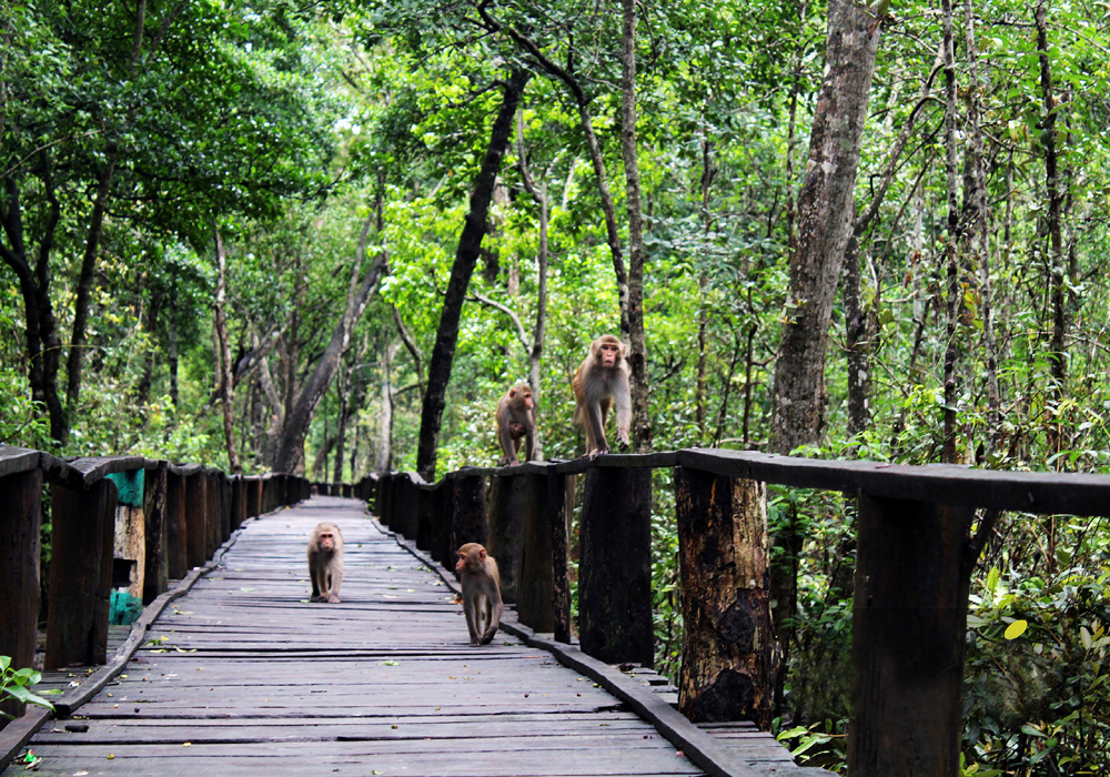 Sundarban Tour Programs