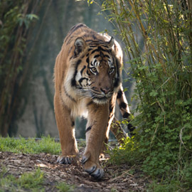 wildlife-sanctuary-thumb